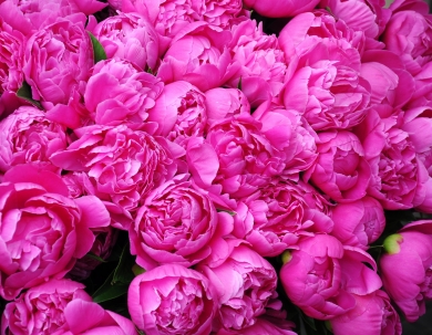 Pünkösdi Kikapcsolódás a Bellevue Hotelben Pünkösdi Kikapcsolódás a Bellevue Hotelben